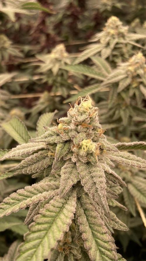 Zoy Sauce Clones (My Cut). Week 8