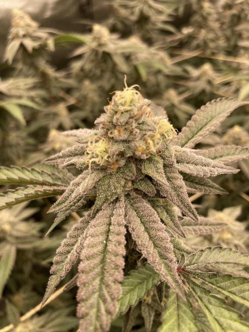 Zoy Sauce Clones (My Cut). Week 8