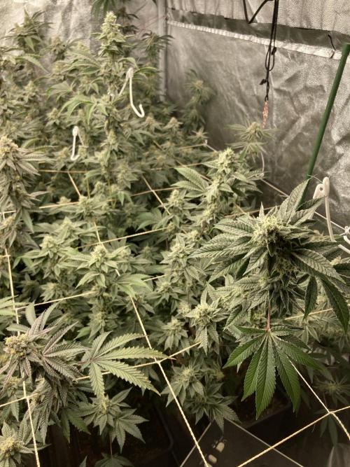 All Starz Clone (LIT Farms). Week 8