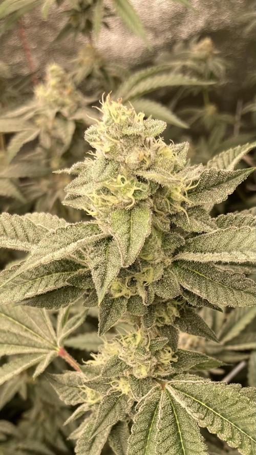 All Starz Clone (LIT Farms). Week 8