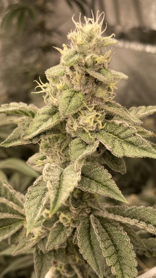 All Starz Clone (LIT Farms). Week 8