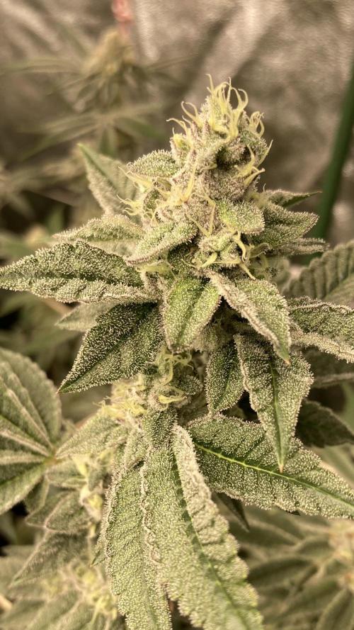 All Starz Clone (LIT Farms). Week 8