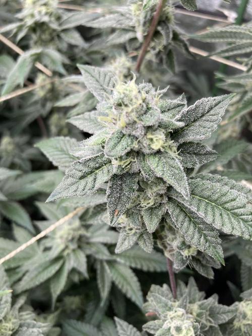 All Starz Clone (LIT Farms). Week 8