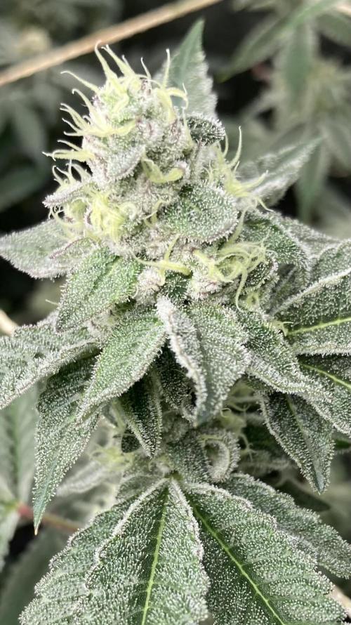 All Starz Clone (LIT Farms). Week 8