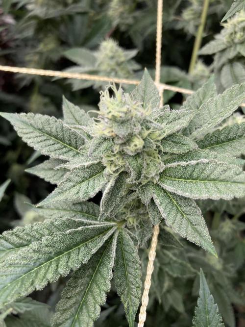 All Starz Clone (LIT Farms). Week 8