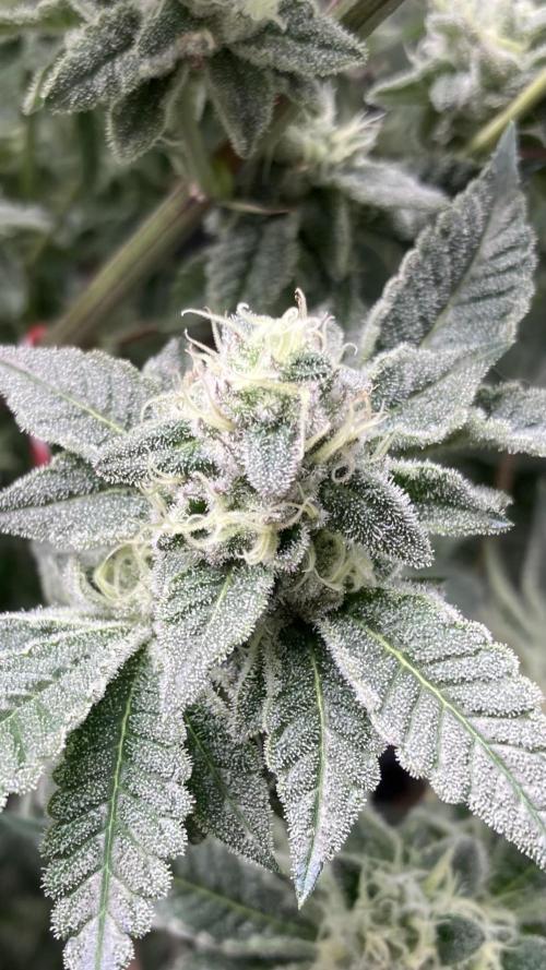 All Starz Clone (LIT Farms). Week 8
