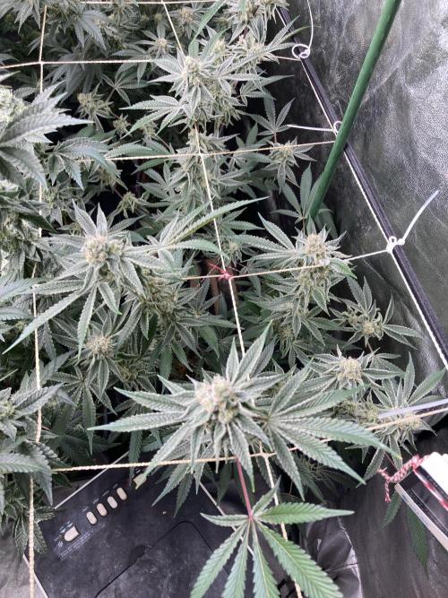 Platinum IX Clone (In House Genetics). Week 8