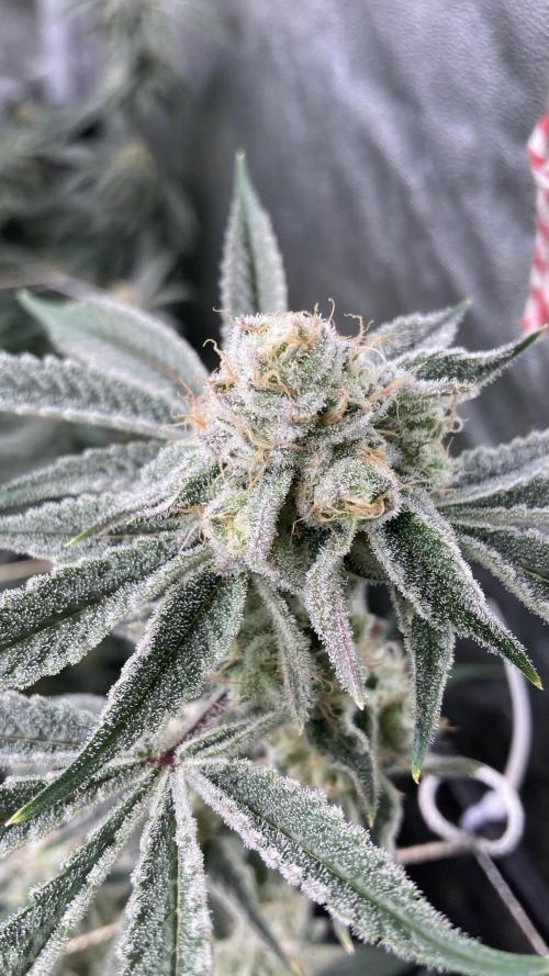 Platinum IX Clone (In House Genetics). Week 8