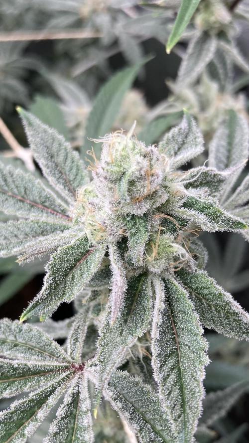 Platinum IX Clone (In House Genetics). Week 8