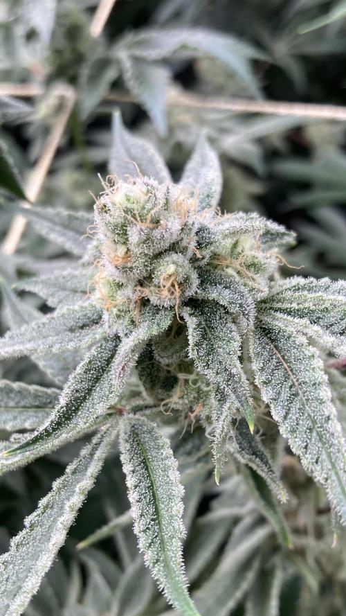 Platinum IX Clone (In House Genetics). Week 8