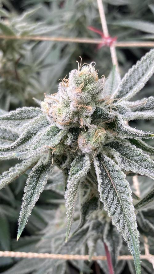 Platinum IX Clone (In House Genetics). Week 8