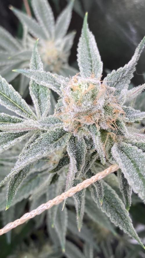 Platinum IX Clone (In House Genetics). Week 8