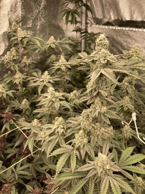 Gas Cream Runtz Clone (LIT Farms). Week 8