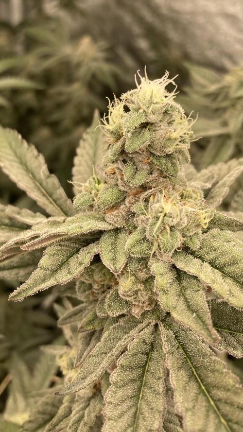 Gas Cream Runtz Clone (LIT Farms). Week 8
