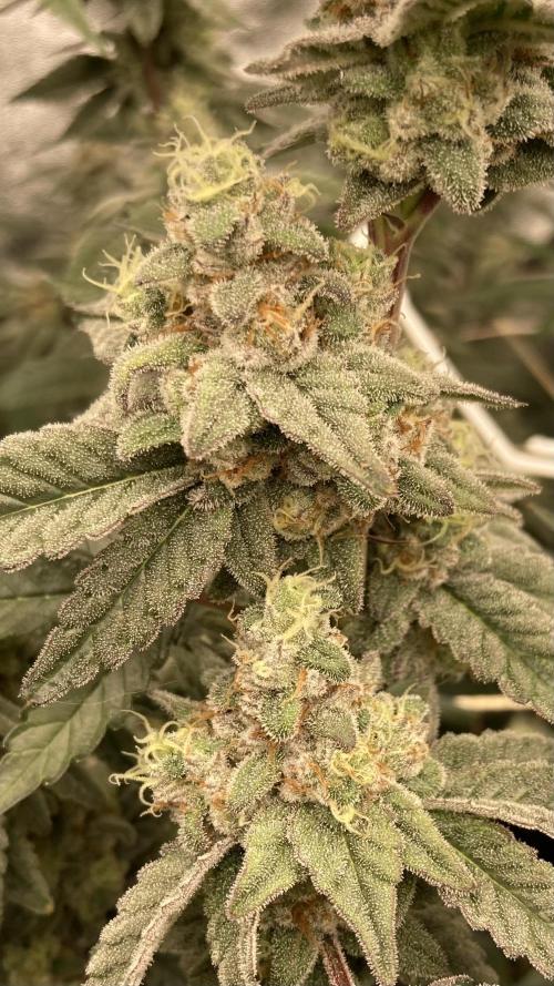 Gas Cream Runtz Clone (LIT Farms). Week 8