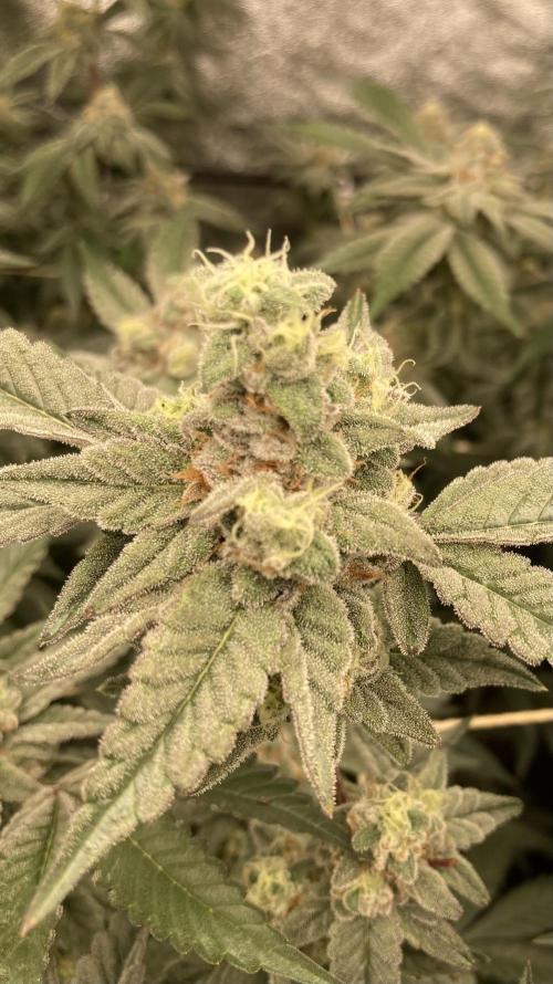 Gas Cream Runtz Clone (LIT Farms). Week 8