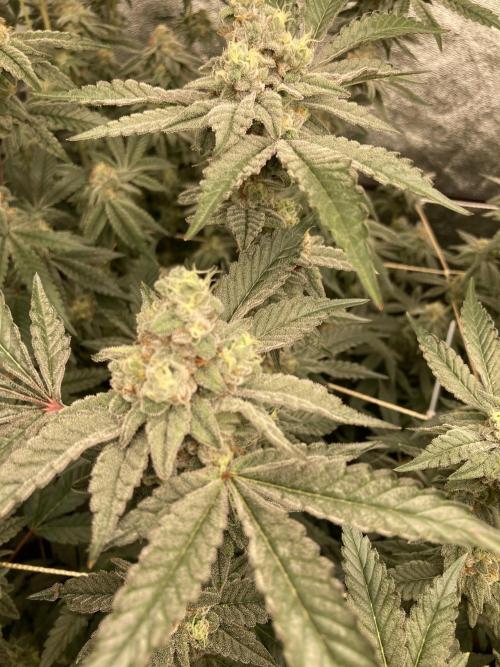 Gas Cream Runtz Clone (LIT Farms). Week 8