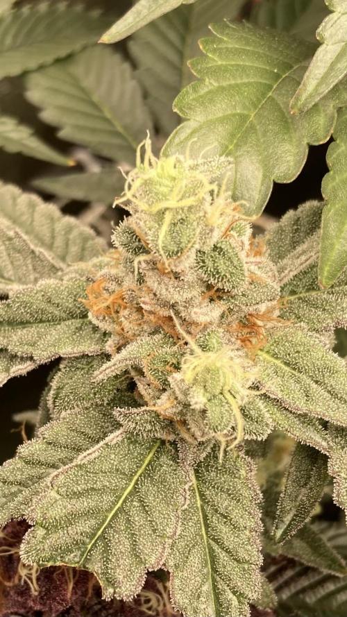 Gas Cream Runtz Clone (LIT Farms). Week 8