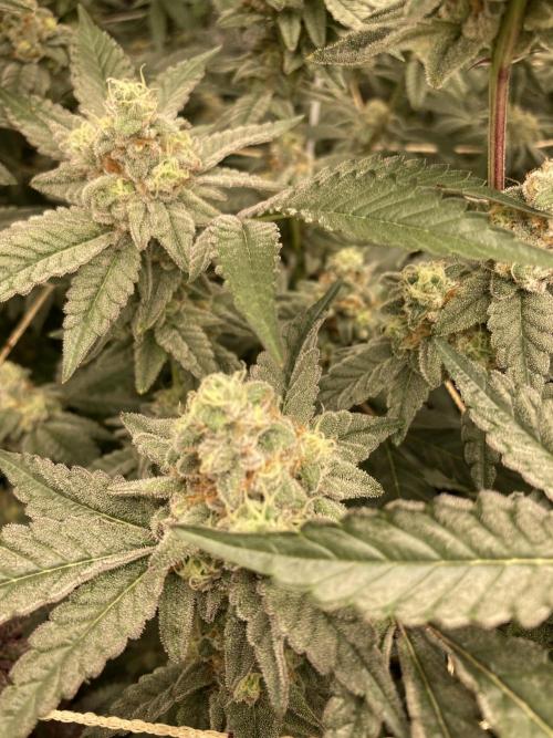 Gas Cream Runtz Clone (LIT Farms). Week 8