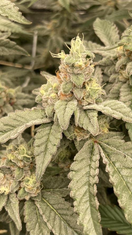 Gas Cream Runtz Clone (LIT Farms). Week 8