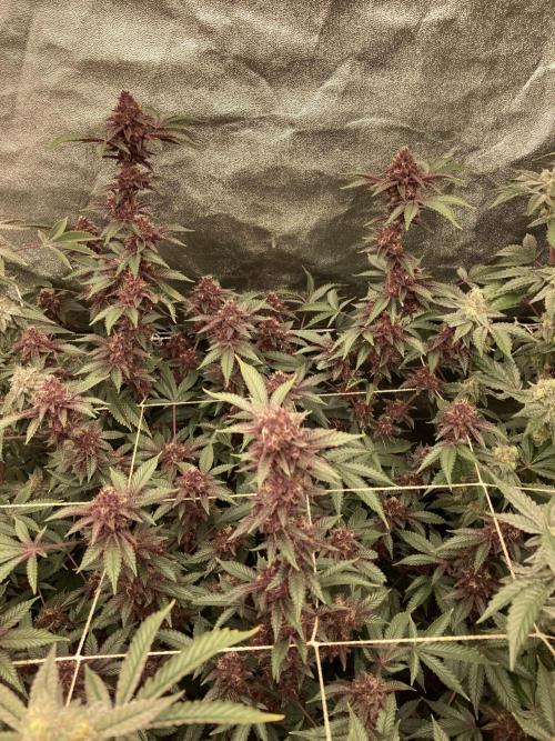 CN#6 aka Poras Purple (Relentless). Week 8