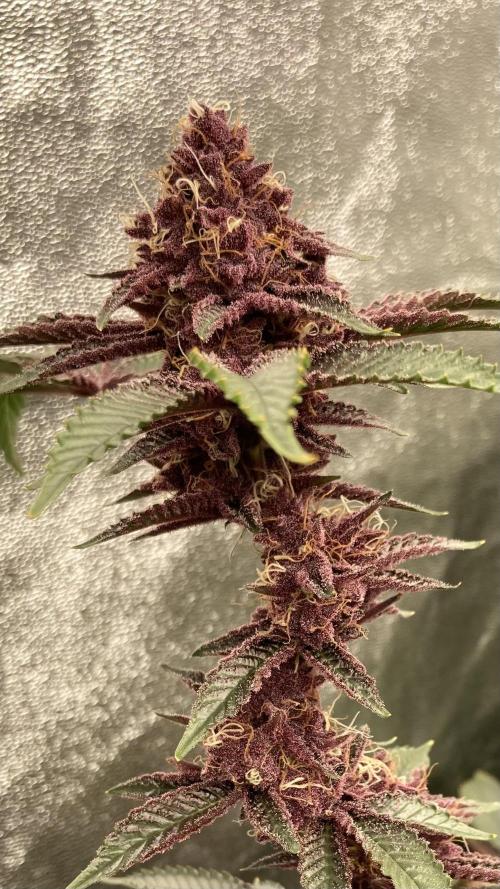 CN#6 aka Poras Purple (Relentless). Week 8