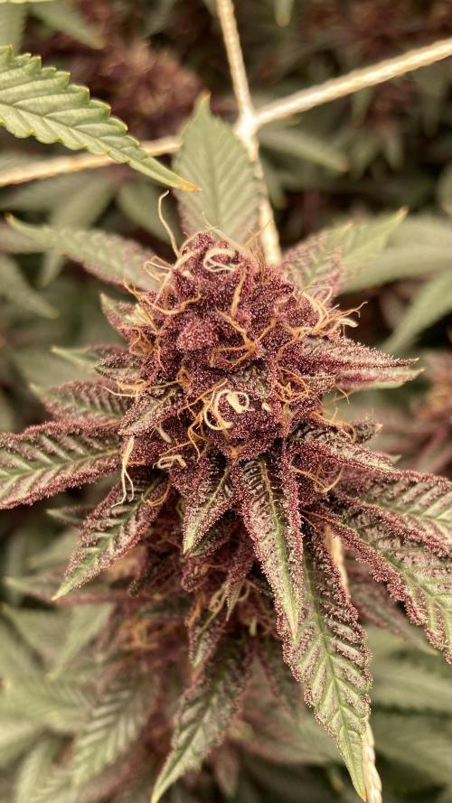 CN#6 aka Poras Purple (Relentless). Week 8