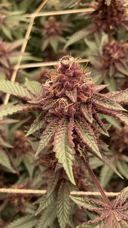 CN#6 aka Poras Purple (Relentless). Week 8