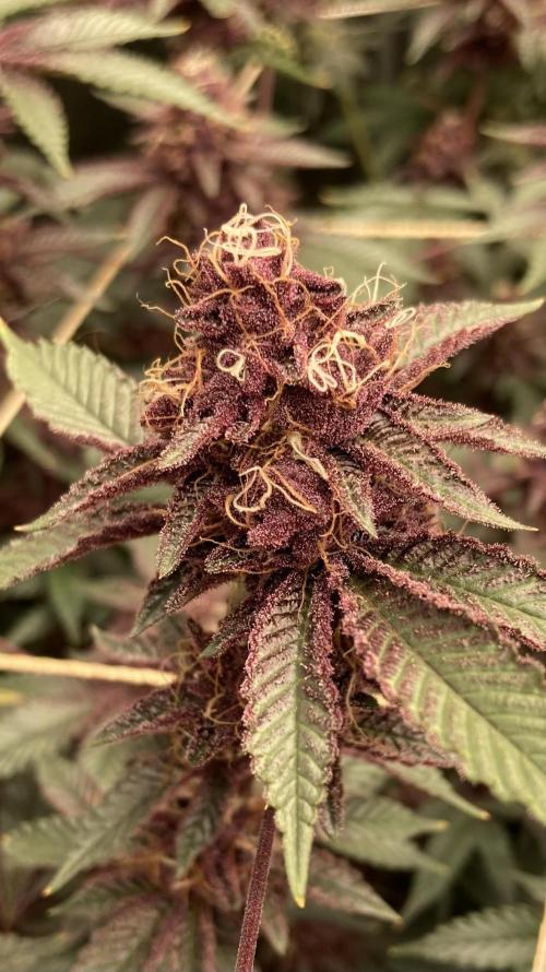 CN#6 aka Poras Purple (Relentless). Week 8