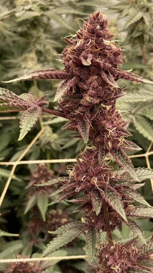 CN#6 aka Poras Purple (Relentless). Week 8
