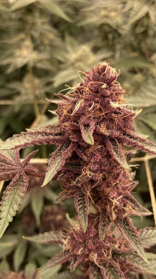 CN#6 aka Poras Purple (Relentless). Week 8