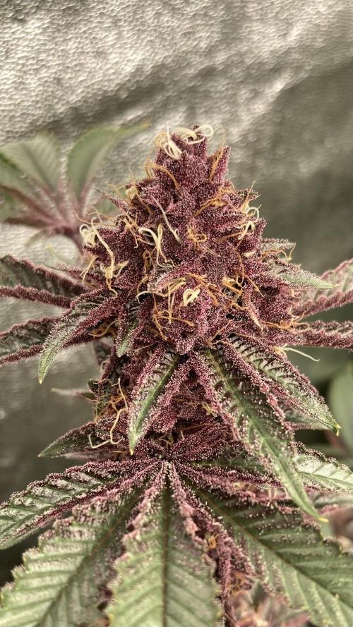 CN#6 aka Poras Purple (Relentless). Week 8