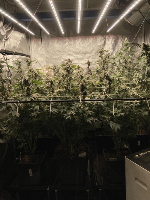 Colorado Nightshifter. Week 8