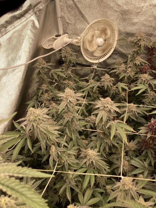 CN#2 (Relentless Genetics). Week 8