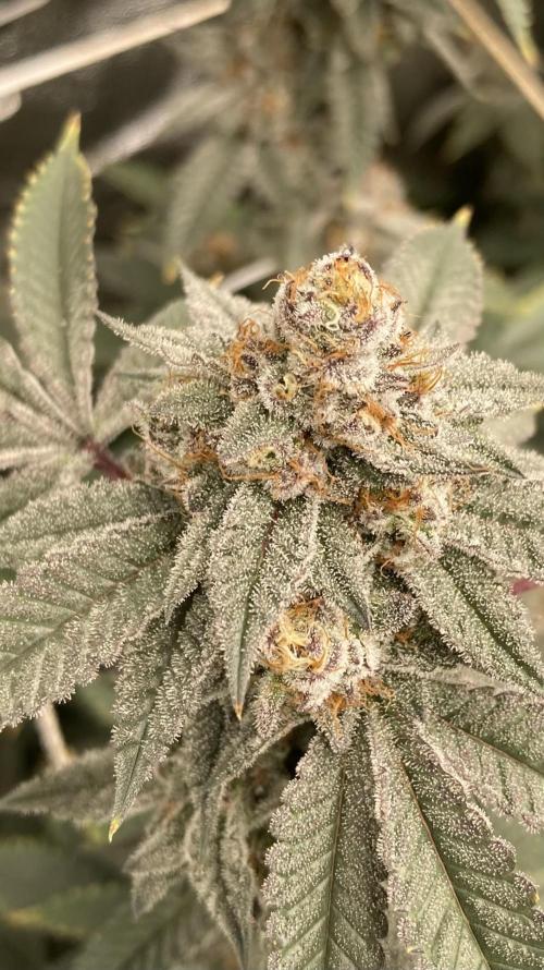CN#2 (Relentless Genetics). Week 8
