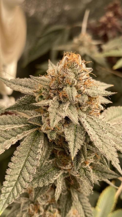 CN#2 (Relentless Genetics). Week 8