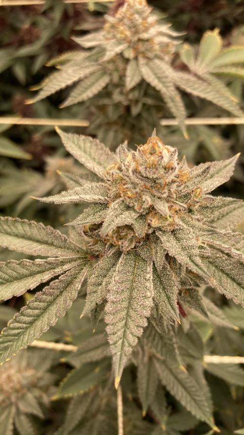 CN#2 (Relentless Genetics). Week 8