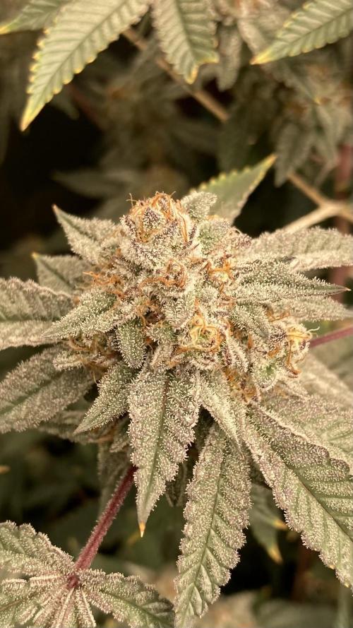 CN#2 (Relentless Genetics). Week 8