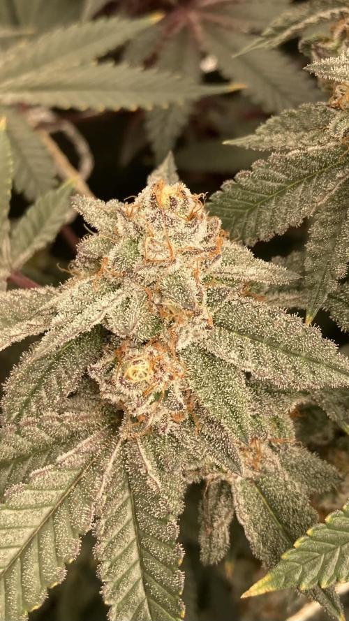 CN#2 (Relentless Genetics). Week 8