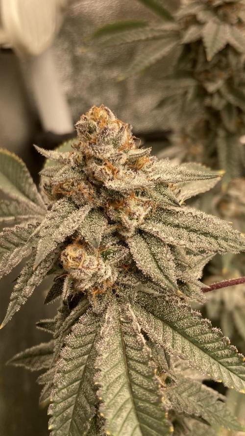 CN#2 (Relentless Genetics). Week 8