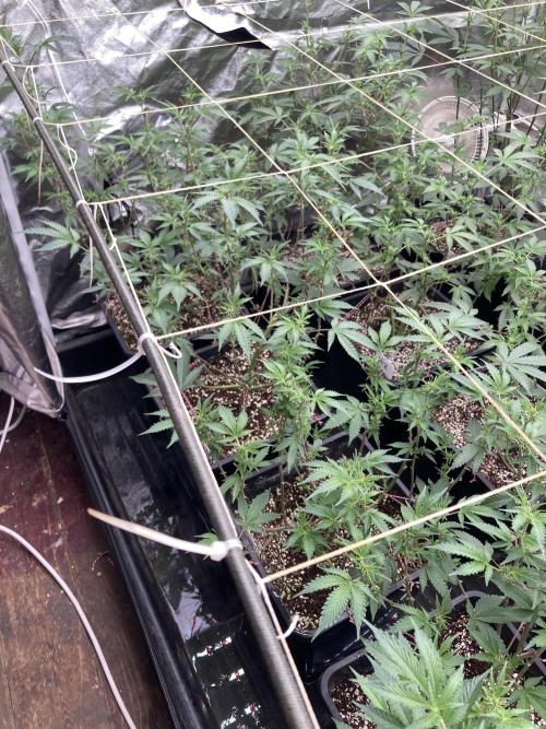 CN#6 Pora’s Purple Clones (Relentless). Week 3