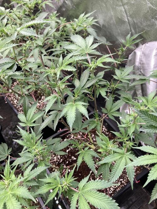 CN#6 Pora’s Purple Clones (Relentless). Week 3