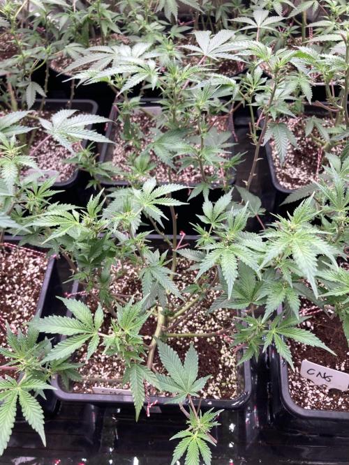 CN#6 Pora’s Purple Clones (Relentless). Week 3
