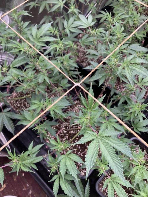 CN#6 Pora’s Purple Clones (Relentless). Week 3