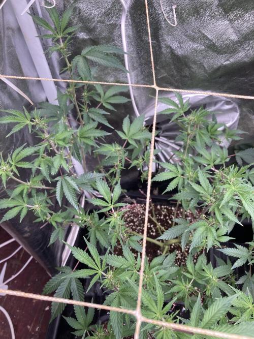 CN#6 Pora’s Purple Clones (Relentless). Week 3