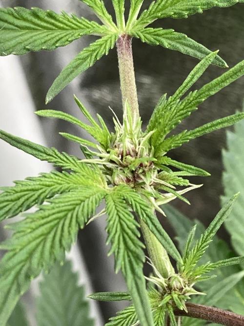 CN#6 Pora’s Purple Clones (Relentless). Week 3