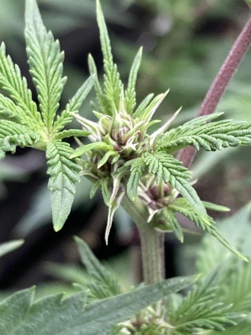 CN#6 Pora’s Purple Clones (Relentless). Week 3