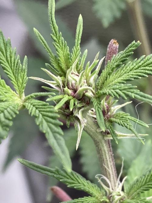 CN#6 Pora’s Purple Clones (Relentless). Week 3