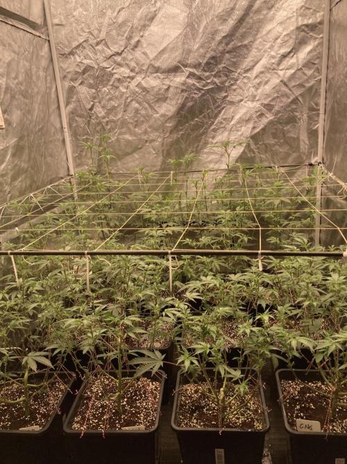 Colorado Nightshifter. Week 3