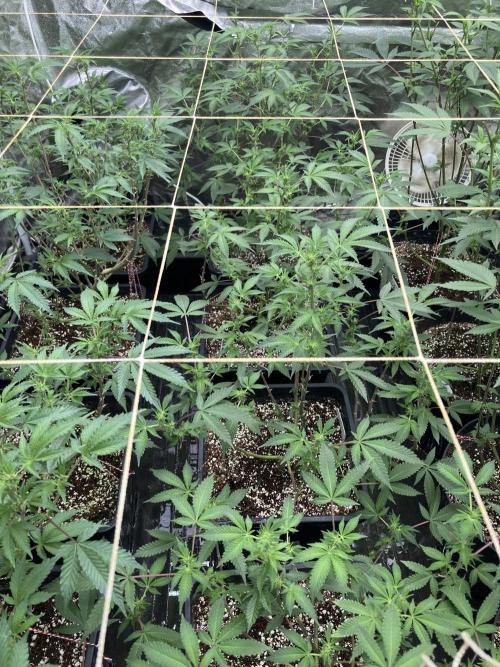CN#2 Clones (Relentless Genetics). Week 3